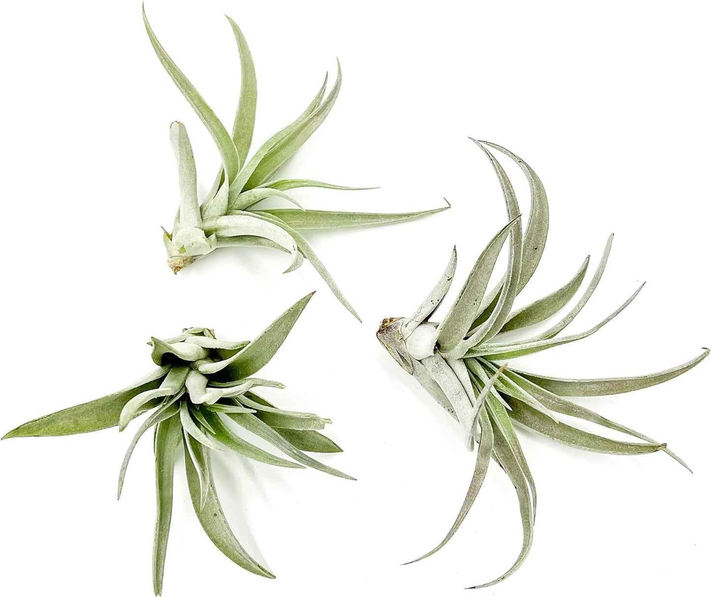 Air Plants - Flowering Tillandsia Harrisii, Large 3-5" - 3ct - Live Arrival Guaranteed - House Plants for Home Decor & Gift