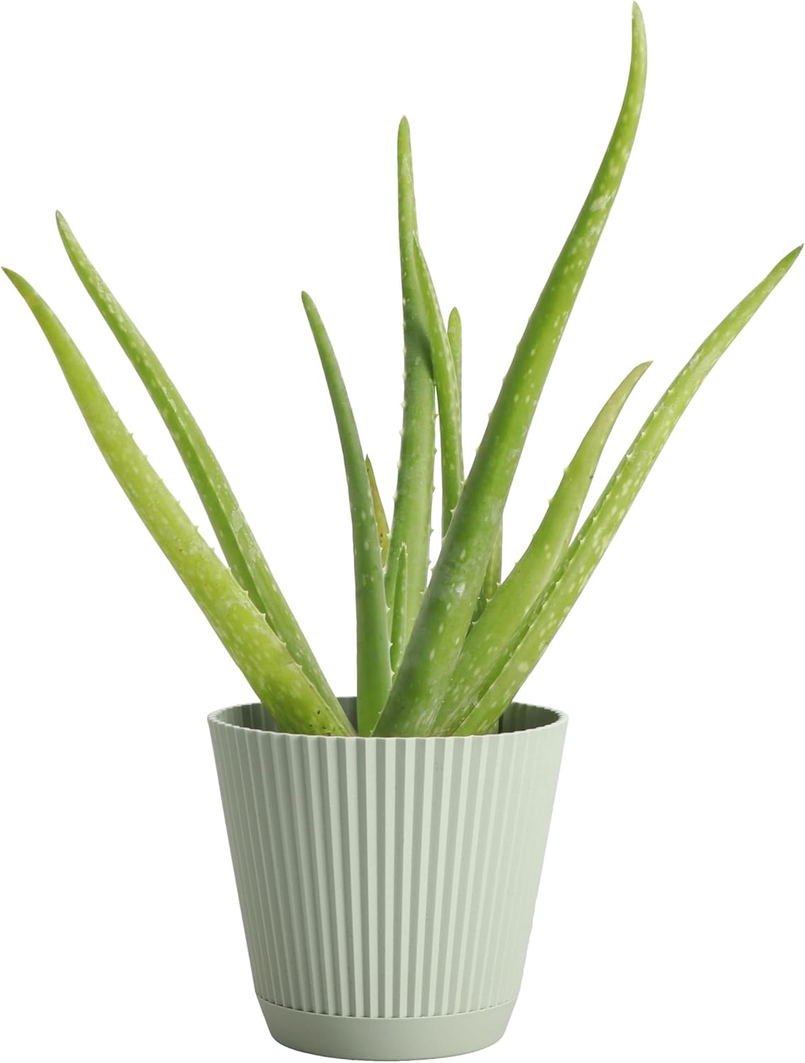 Thorsen's Greenhouse Aloe Vera, Live Indoor Plant, Aloe barbadensis, Easy to Grow, Succulent, Natural Air Purifier, 4" Diameter Pot (Sage)