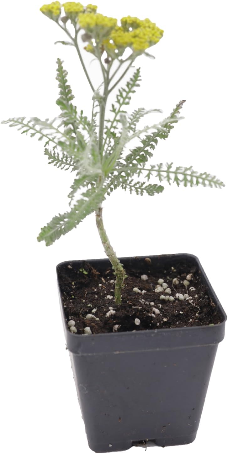 Greenwood Nursery: Live Perennial Plants - Achillea 'Moonshine' Yarrow - [Qty: 3X Pint Pots] - (Click for Other Available Plants/Quantities)