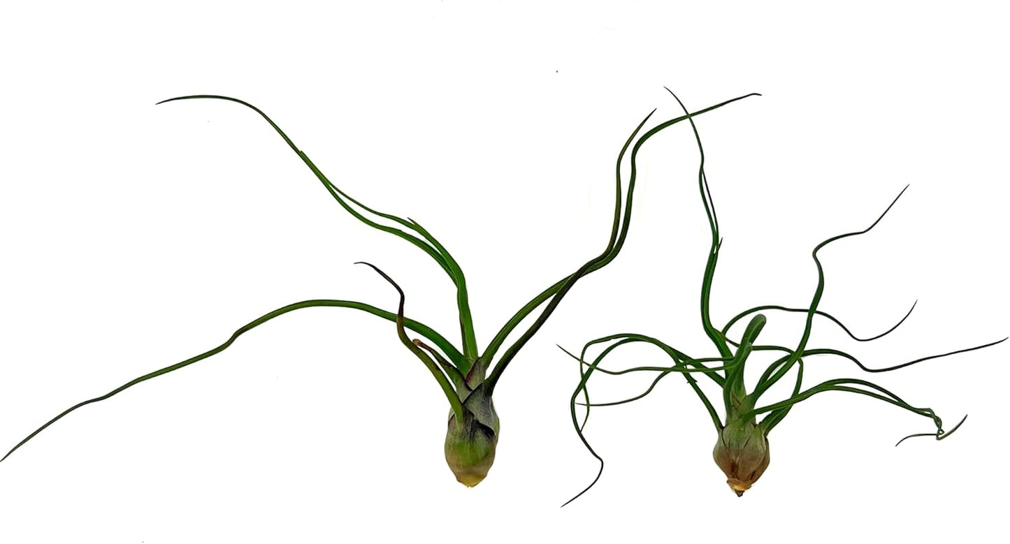 Air Plants - Flowering Tillandsia Bulbosa Guatemala, Large 3-5" - 2ct - Live Arrival Guaranteed - House Plants for Home Decor & Gift
