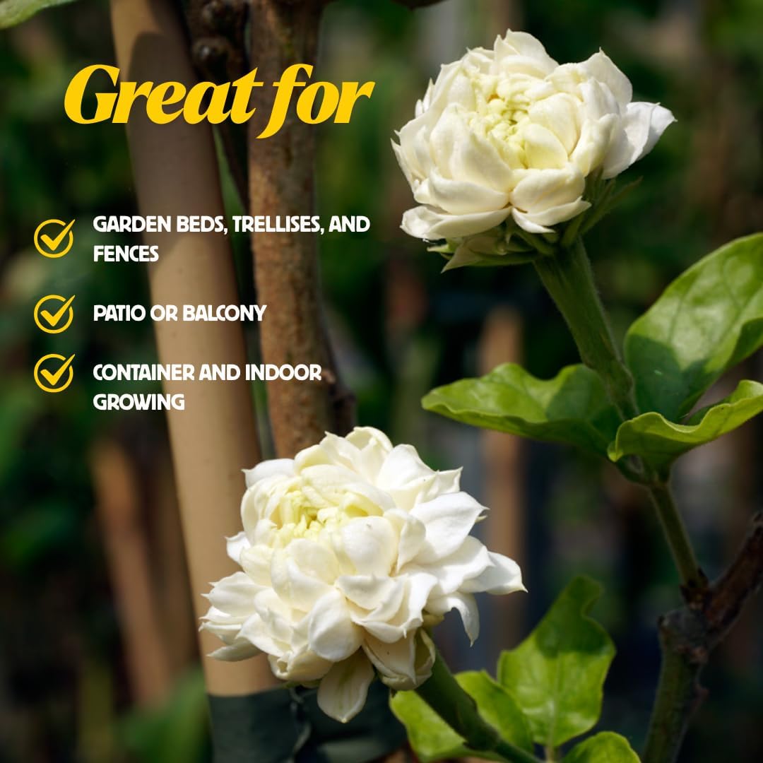 Grand Duke of Tuscany Jasmine Plants Live, Arabian Jasmine Plant Indoor, Fragrant Jasmines Flowers 4 to 7 Inch