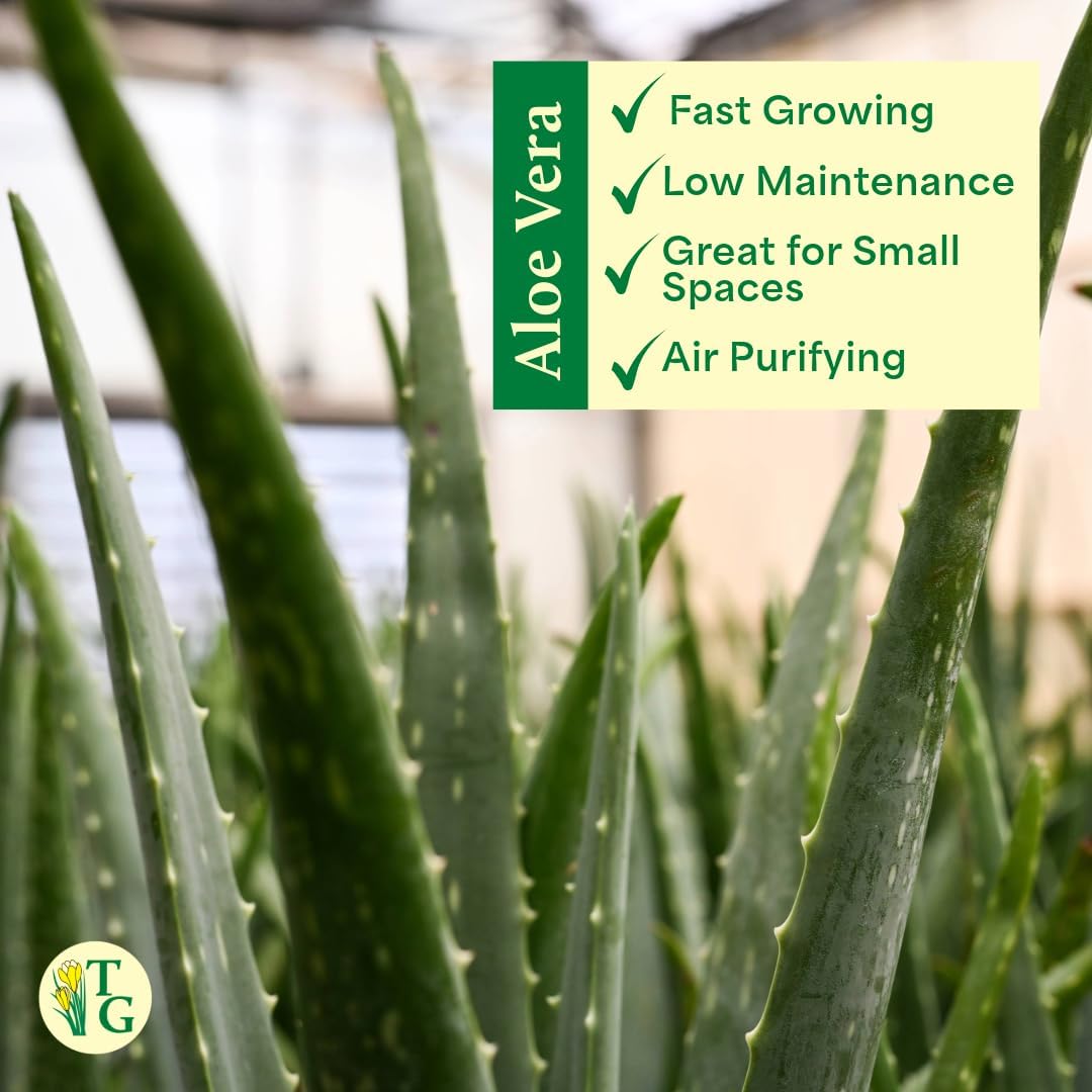 Thorsen's Greenhouse Aloe Vera, Live Indoor Plant, Aloe barbadensis, Easy to Grow, Succulent, Natural Air Purifier, 4" Diameter Pot (Brushed Silver)