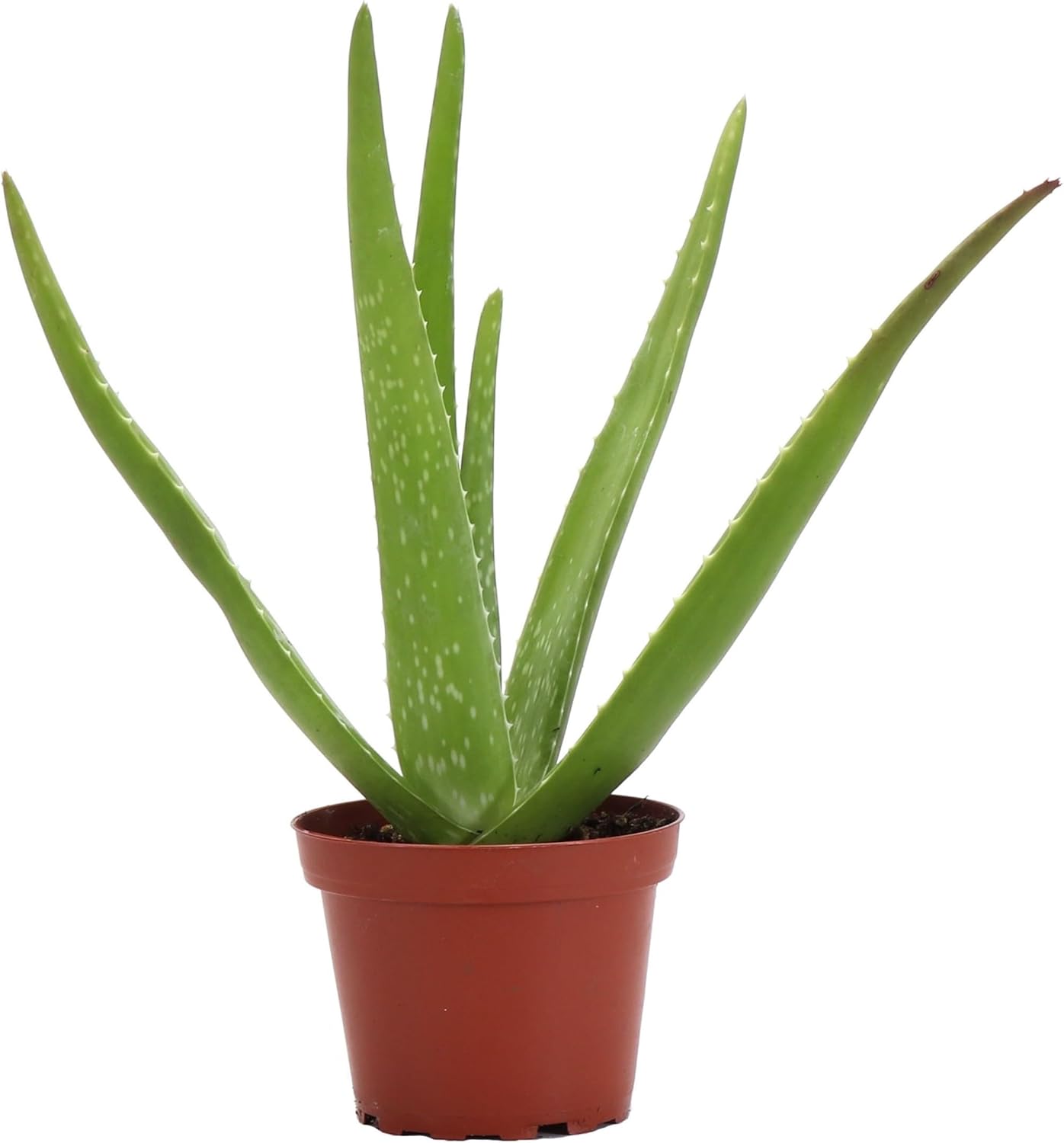 Thorsen's Greenhouse Aloe Vera, Live Indoor Plant, Aloe barbadensis, Easy to Grow, Succulent, Natural Air Purifier, 4" Diameter Pot (Nursery Pot)
