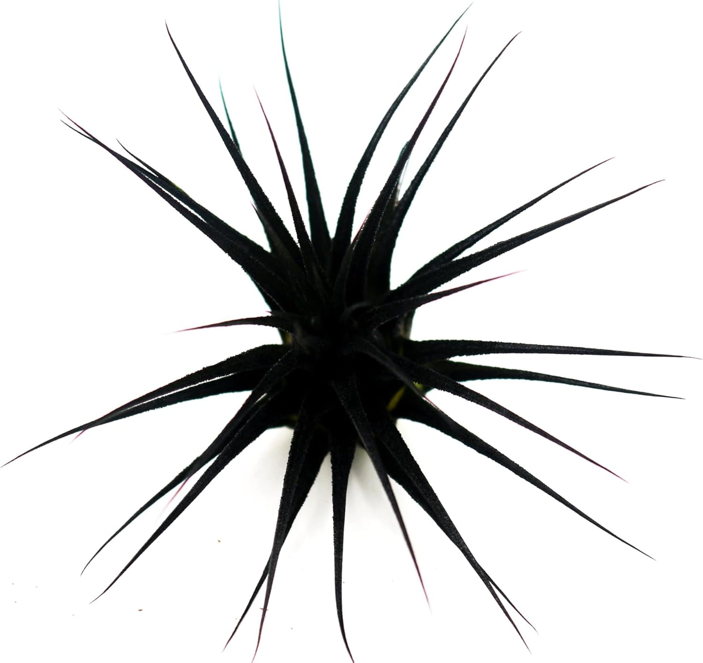 Dyed Tillandsia Ionantha Guatemala Enhanced Colored Colorful Air Plant Live Easy Care Indoor Outdoor Home Decor Gift Airplant by Awesome Industries Live Arrival Guaranteed (Black)