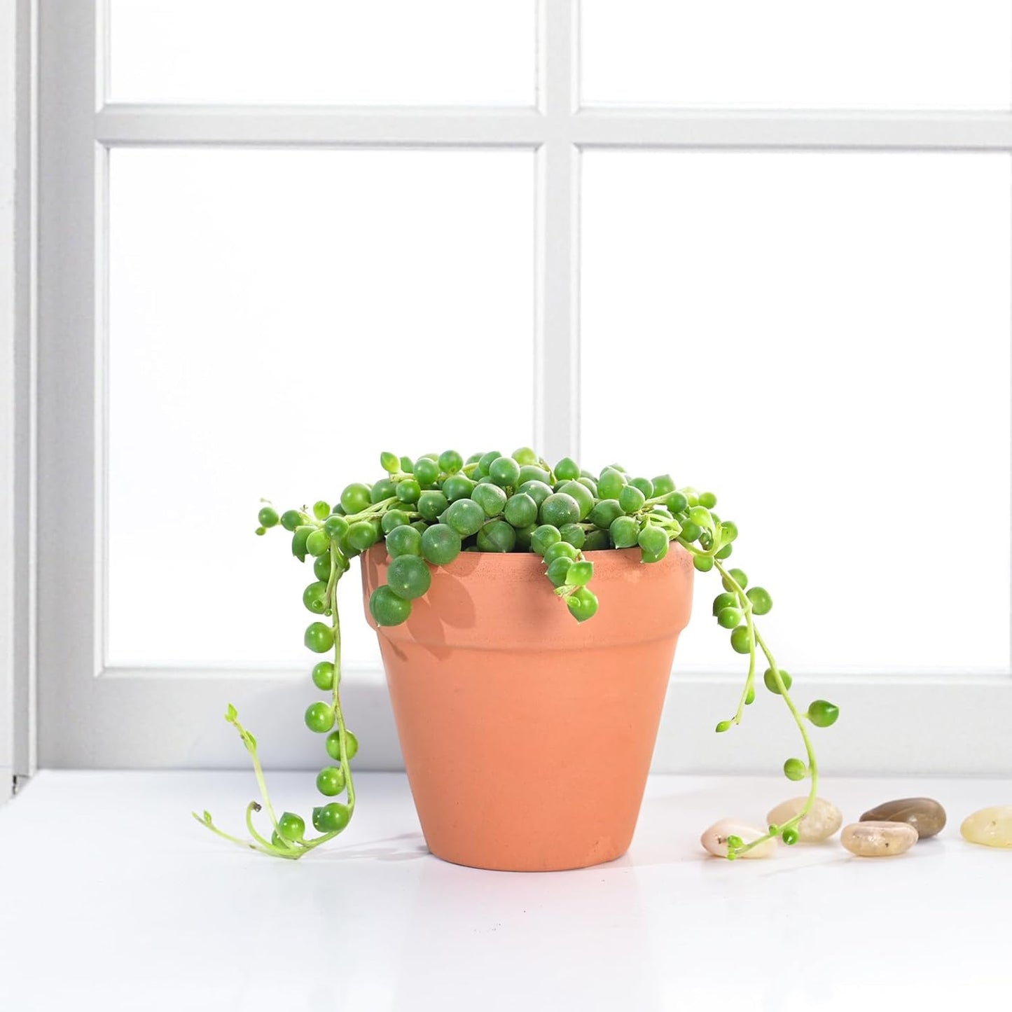 Live Succulent String of Pearls, Approx 2-inch Large, Potted Succulents, Fully Rooted, Easy Care House Plants