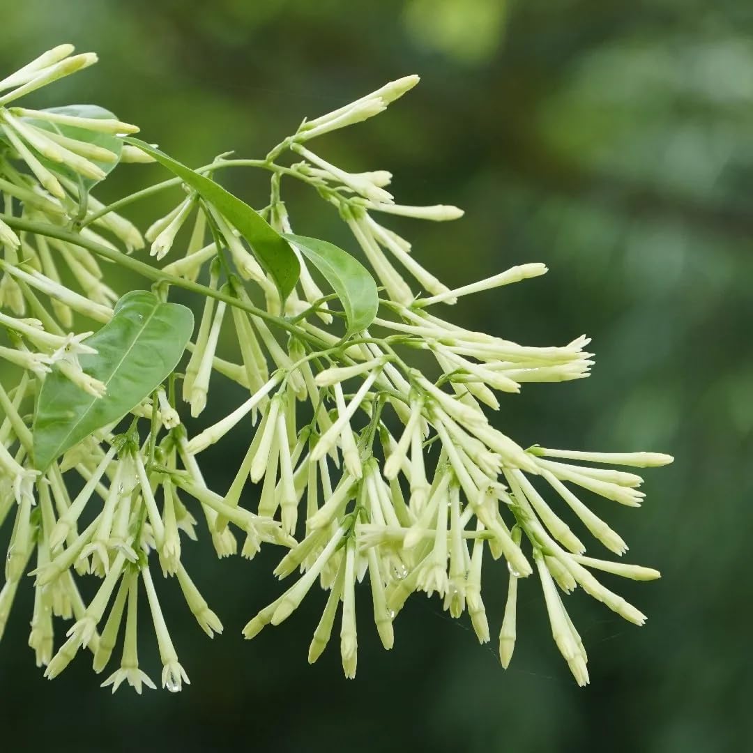 Night Blooming Jasmine Live Plant - Cestrum Nocturnum. Fragrant Flowering Shrub for Garden, Patio or Window (4 ngt.jas sacs)