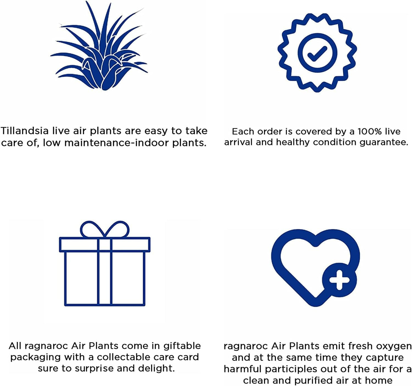 Air Plants - Tillandsia Cacticola, Jumbo 6-9" - 5ct - Live Arrival Guaranteed - House Plants for Home Decor & Gift