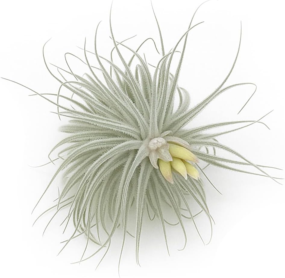Live air Plant - Tillandsia Tectorum Air Plant 4-6" – 2ct – Unique Shape with Silvery Fuzz – Low Maintenance Houseplant – Perfect for Decor, Terrariums, Gifts - Live Arrival Guaranteed