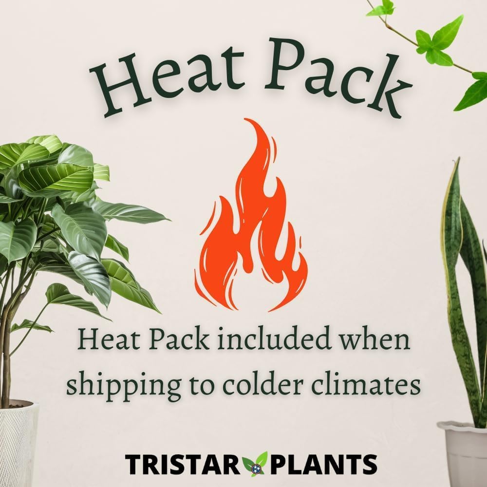 TriStar Plants - Thanksgiving Cactus - 4" inch Pot, Fasle Christmas Cactus, Easter Cactus, Holiday Plant, Winter Flowers, Christmas Plants, Winter Blooms (Orange)