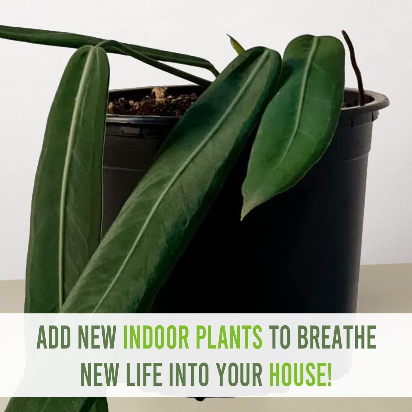 LEAL PLANTS ECUADOR Anthurium Pallidiflorum Live Plants| Green Live House Plant for Indoors|Rare and Exotic Indoor Plants for Living Room|Anthuriums Live Plants |Pallidiflorum Live Heart Plant