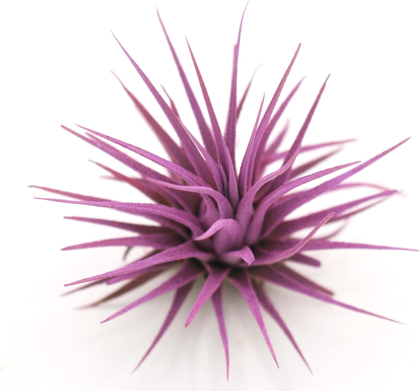 Live Extra Large Tillandsia Ionantha Guatemala Colorful Air Plant 3+ inch Enhanced Color Easy Care Indoor Outdoor Home Decor Gift Airplant by Awesome Industries (Lavender XL)