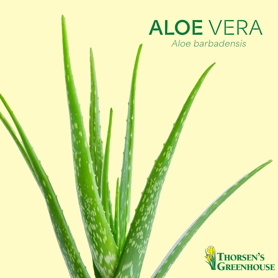 Thorsen's Greenhouse Aloe Vera, Live Indoor Plant, Aloe barbadensis, Easy to Grow, Succulent, Natural Air Purifier, 4" Diameter Pot (Aloe You Vera Much)
