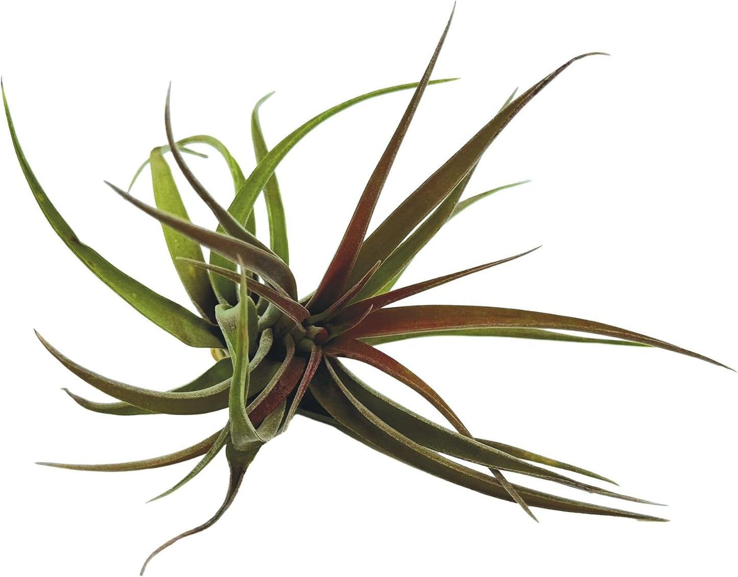 Air Plants - Tillandsia Brachycaulos Abdita, Large 4-6" - 3 ct - Live Arrival Guaranteed - House Plants for Home Decor & Gift