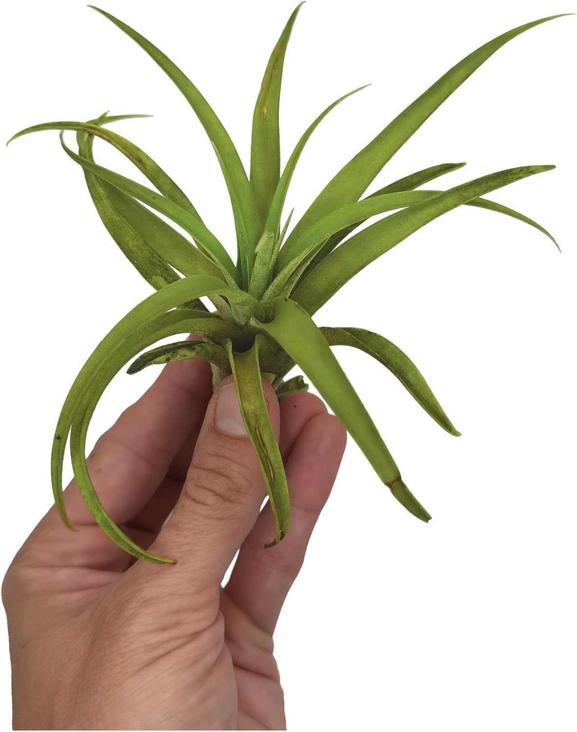 Air Plants - Tillandsia Capitata (Peach), Large 5-7” - 1 ct - Live Arrival Guaranteed - House Plants for Home Decor & Gift
