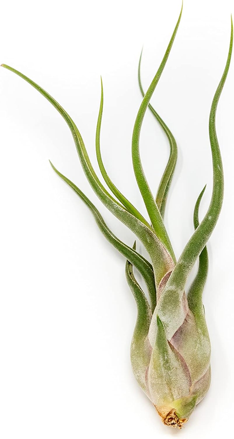 5 Pack of Large Tillandsia Air Plants - Xerographica, Juncea, Bulbosa, Caput Medusae & Harrisii- Live Succulent House Plants Availabe in Wholesale and Bulk - Easy Care Indoor and Outdoor Plant