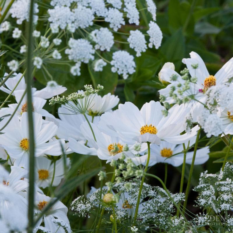 Eden Brothers Moon Garden Flower Mixed Seeds for Planting, 1/4 lb, 120,000+ Seeds with Cosmos Purity, Bishop's Flower | Attracts Pollinators, Plant in Spring or Fall, Zones 3, 4, 5, 6, 7, 8, 9, 10