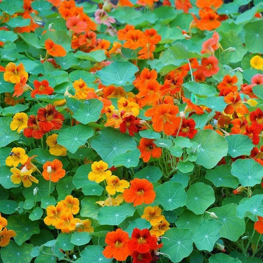 Dirt Goddess Super Seed~ Nasturtium, Tall Trailing Mix Seed~ Tropaeolum majus (1 Lb)