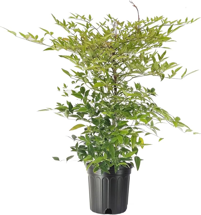 Heavenly Bamboo - Nandina Domestica - 1 Live Gallon Size Plant - Beautiful & Colorful Low Maintenance Foliage