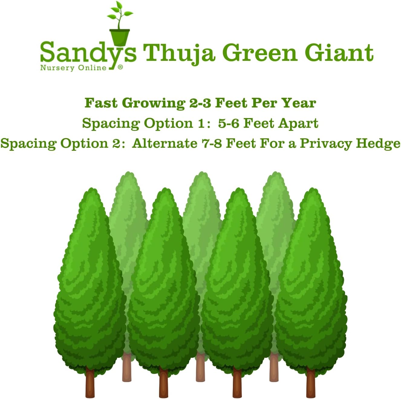 Thuja Green Giant Arborvitae Lot of 20, 3 Inch Pot