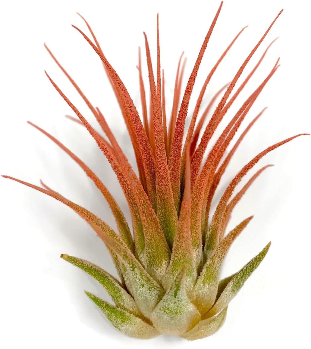 Ionantha Guatemala Tillandsia Air Plant, Guatemala Tillandsia Live Airplant, Healthy Arrival Guaranteed, Great Indoor Plant, Home Decor & Gift (Peach)