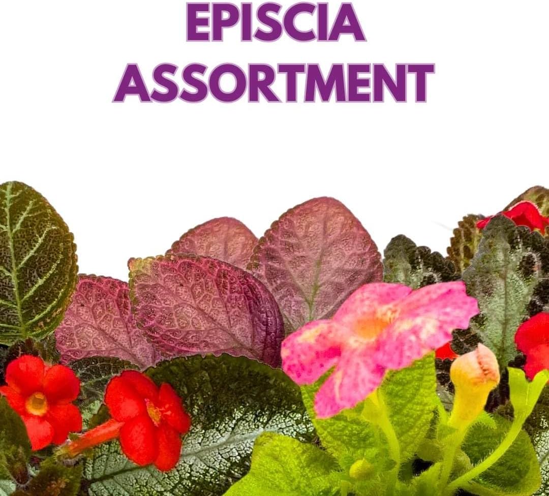 Harmony's Flame Violets Colorful Episcia Grower's Choice Mix 2 inch Set of 6 Rare Variegated and Collector's Varieties
