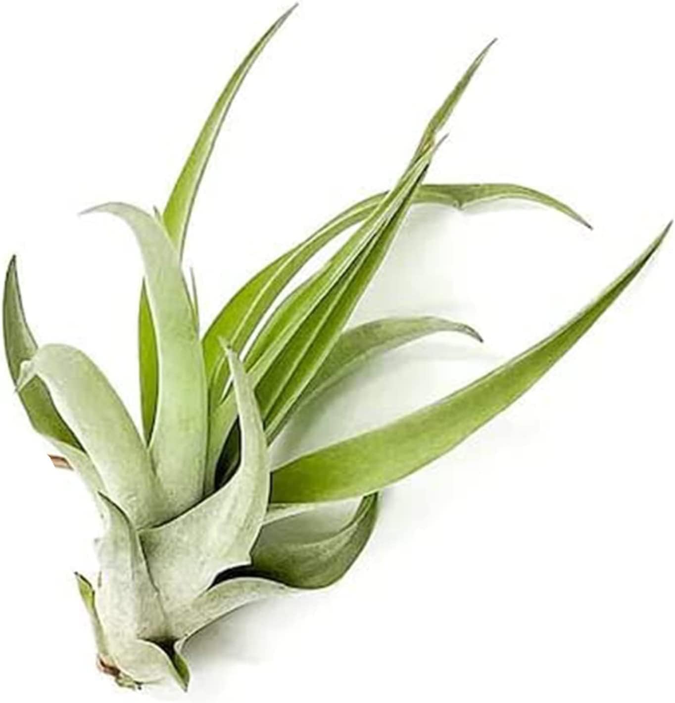 Air Plants - Tillandsia Capitata (Peach), Large 5-7” - 2 ct - Live Arrival Guaranteed - House Plants for Home Decor & Gift