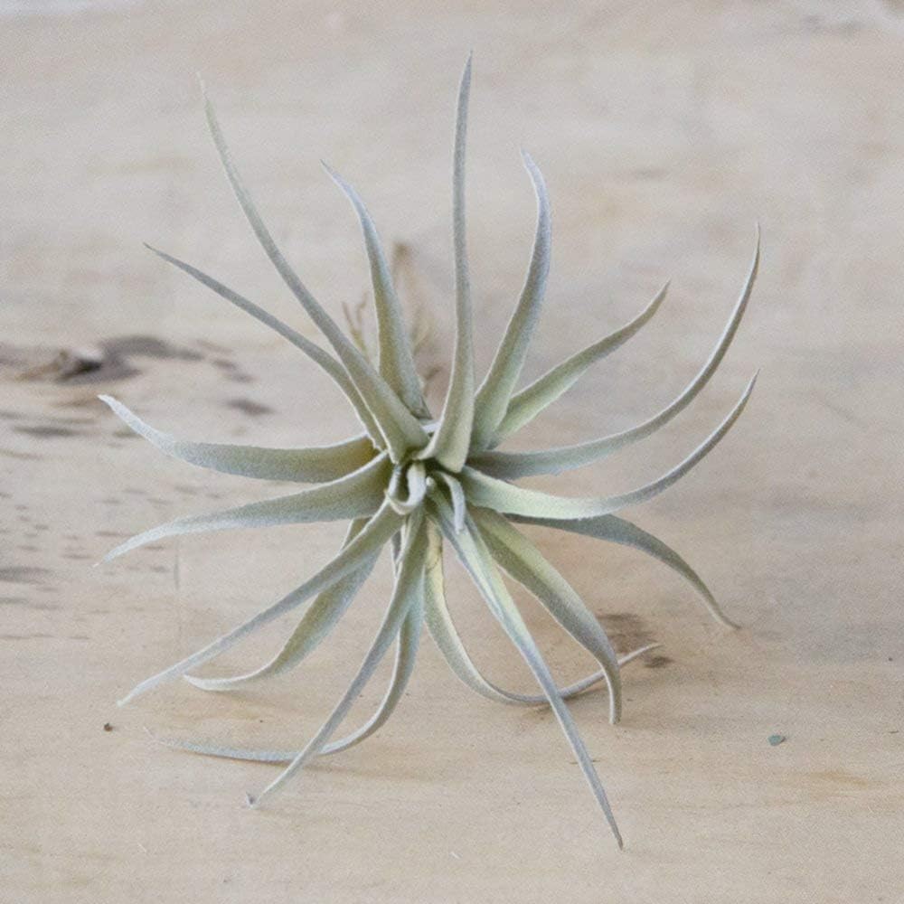 CHIVE Artificial Air Plants — Bulk Set of 5, Medium — Ultra Realistic Fake Tillandsia Bromeliad Plants — Decorative Faux Succulents for Home & Office Decor — No Care Needed!