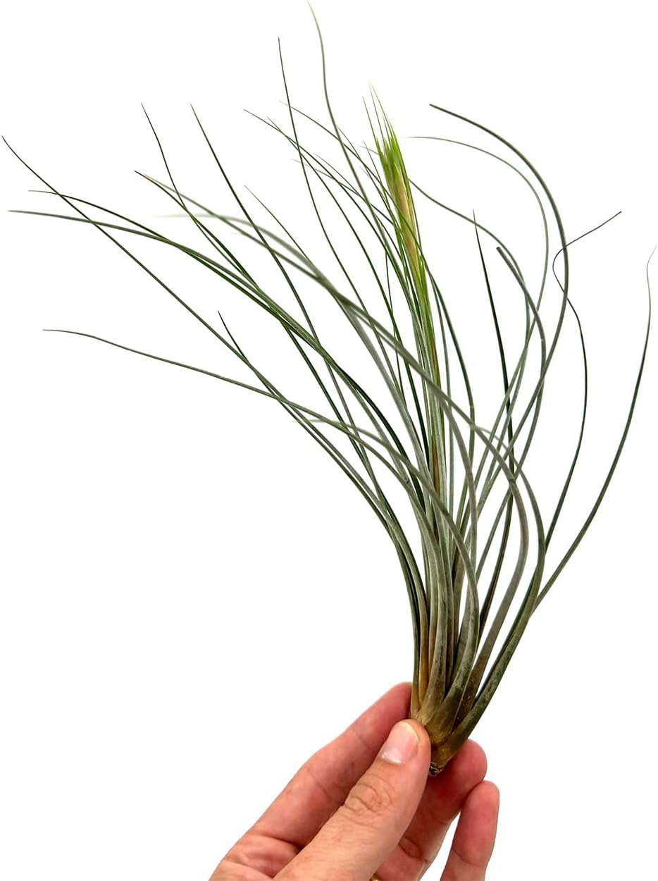 Air Plants - Tillandsia Juncea, Jumbo 8-12" - 1ct - Live Arrival Guaranteed - House Plants for Home Decor & Gift