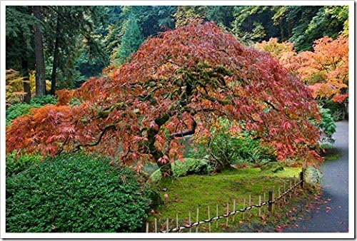 Red Dragon Weeping Lace Leaf Japanese Maple 2 - Year Live Plant