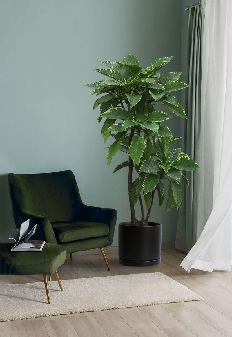 Aveyas 10 inch Ceramic Plant Pot with Drainage Hole and Saucer - Suitable for Indoor and Outdoor Use, Modern Planters for House Garden Flower Tree Snake Monstera Plants (10", Matte Black)