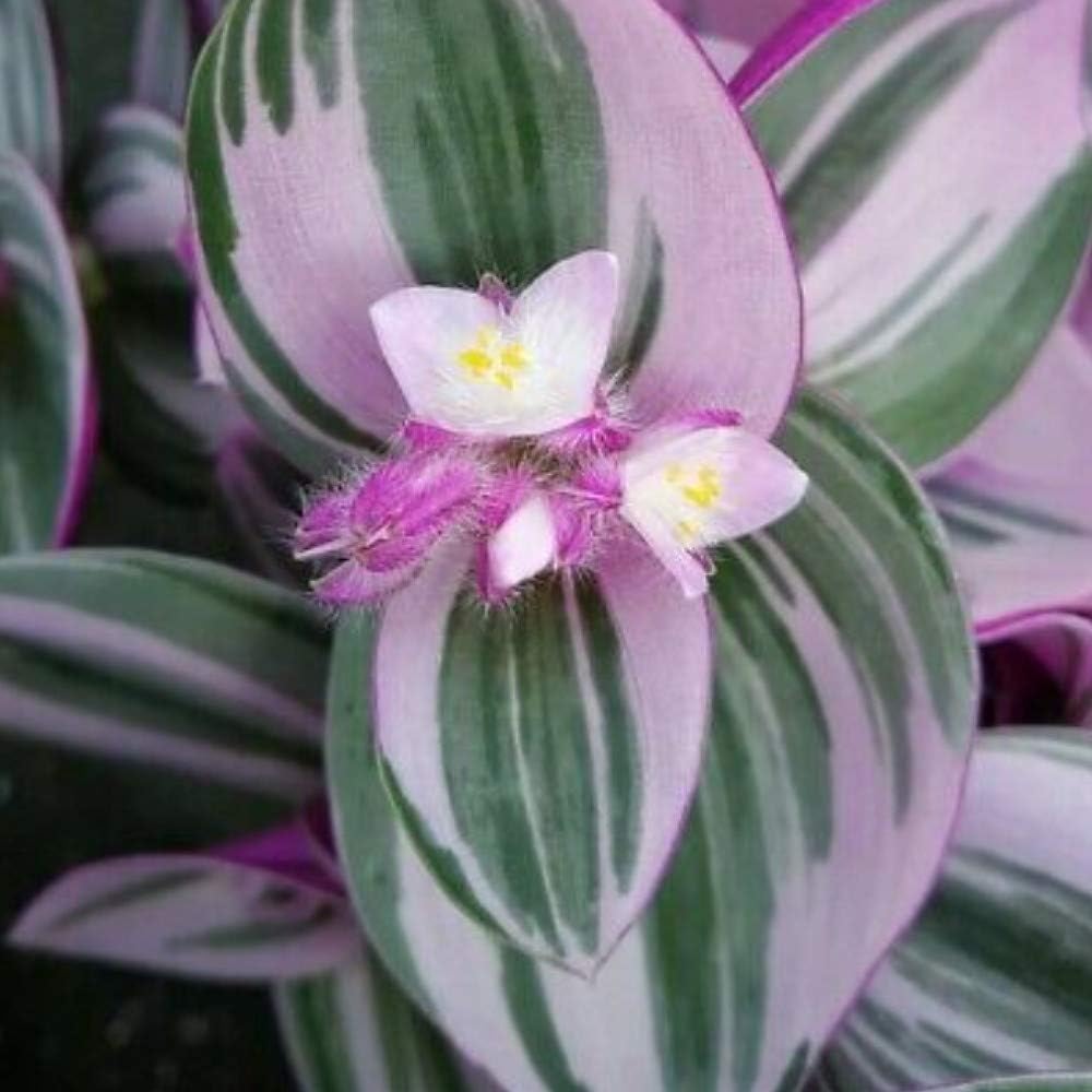 Rare Nanouk Pink Tradescantia - 2.5" Pot - Collector's Series