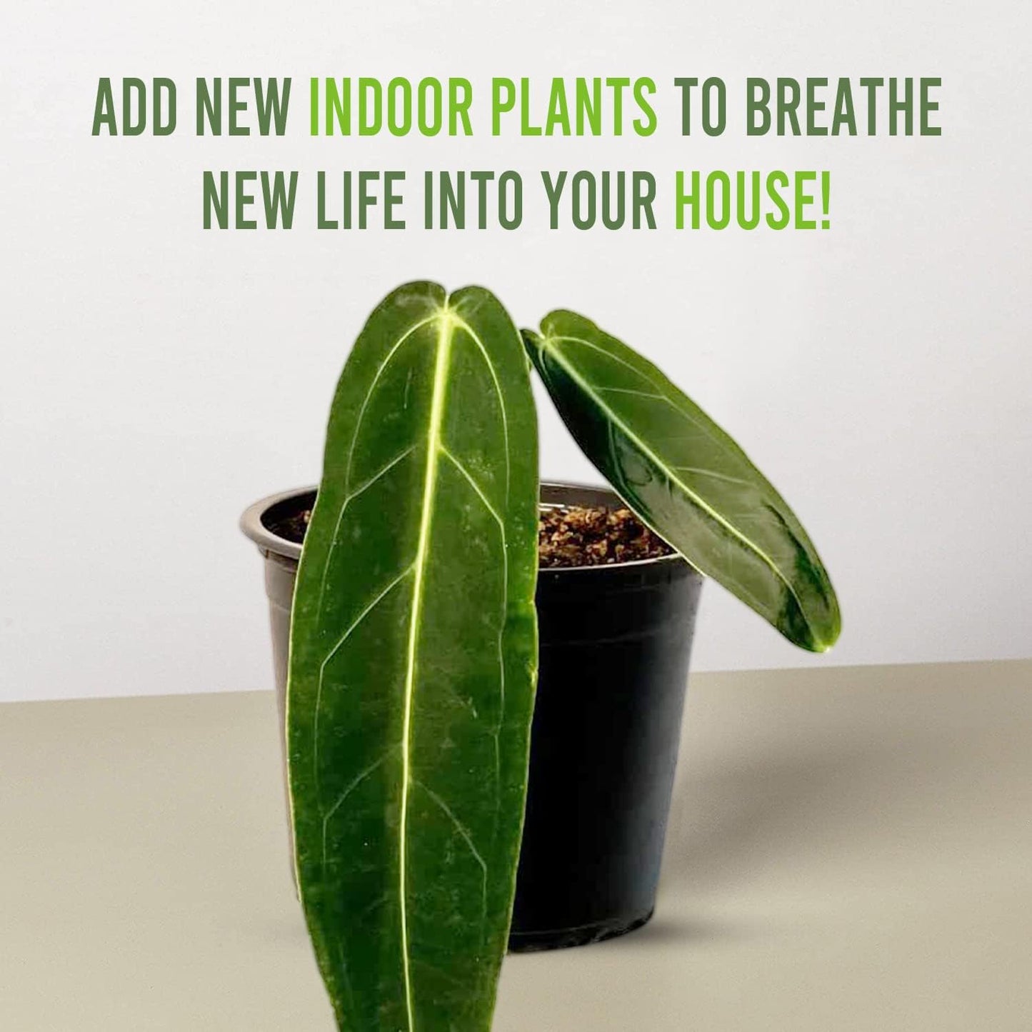 LEAL PLANTS ECUADOR Anthurium Warocqueanum (Pack of 2)| Green Live Plant for Indoors |Rare and Exotic Indoor Plants for Living Room | Queen Anthuriums House Plants | Warocqueanum Heart Plant