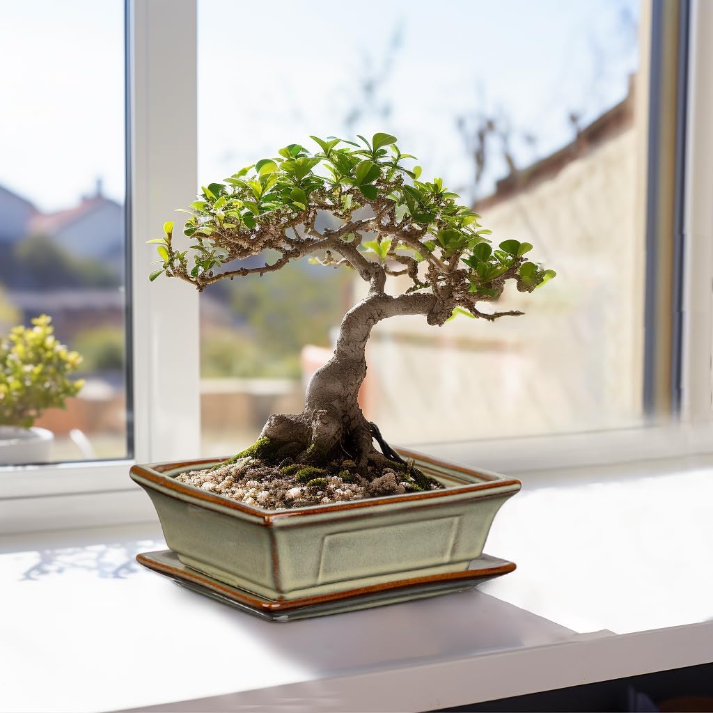 Ceramic Bonsai Pots with Drainage Tray, Set of 2 Rectangular Glazed Bonsai Planters for Indoor/Outdoor Use, Shallow Brown Bonzai Tree Pots for Succulent, Orchids, Cacti, Home, Patio, Garden, 7.5"x5.5"