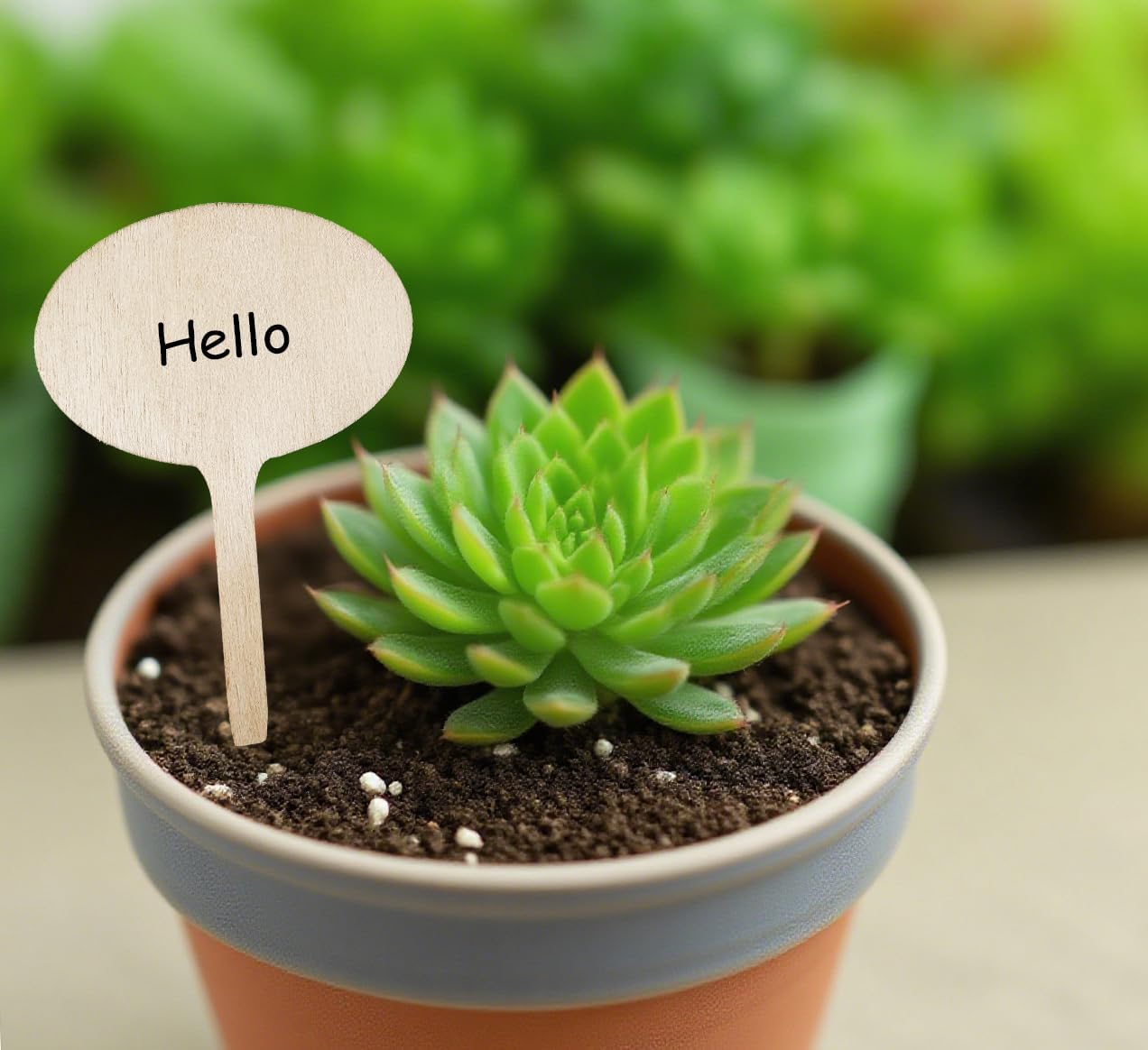 100 Pcs Wood Plant Labels, Natural Wooden Plant Marker Garden Sign Tags, T-Type Garden Markers for Succulents, Herbs, Seedlings, Potted, Flowers, Vegetables (Oval)