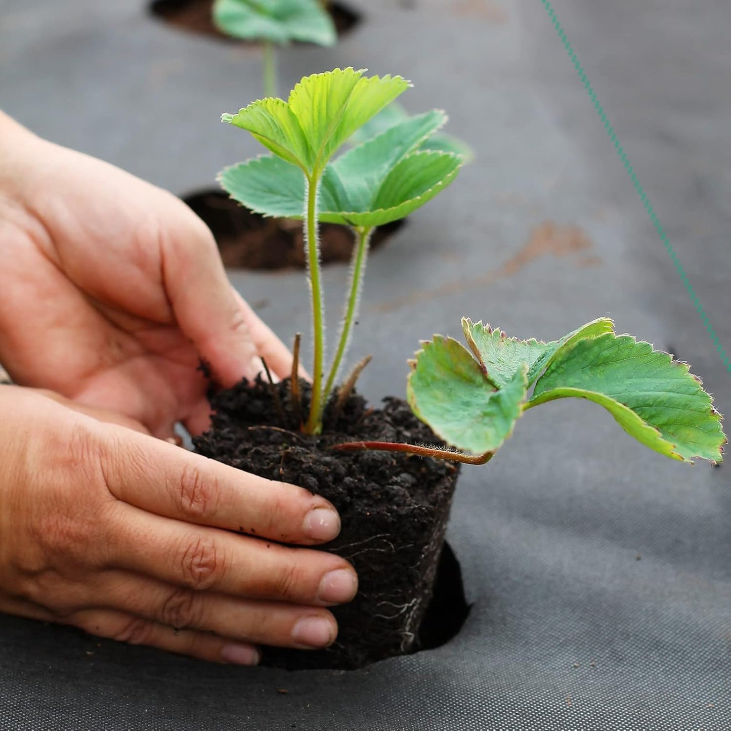 Land Guard 6ft x 300ft Weed Barrier Fabric Heavy Dusty, Ground Cover, Weed Mat, Woven Landscape Fabric for Garden, Lawn and Outdoor Project