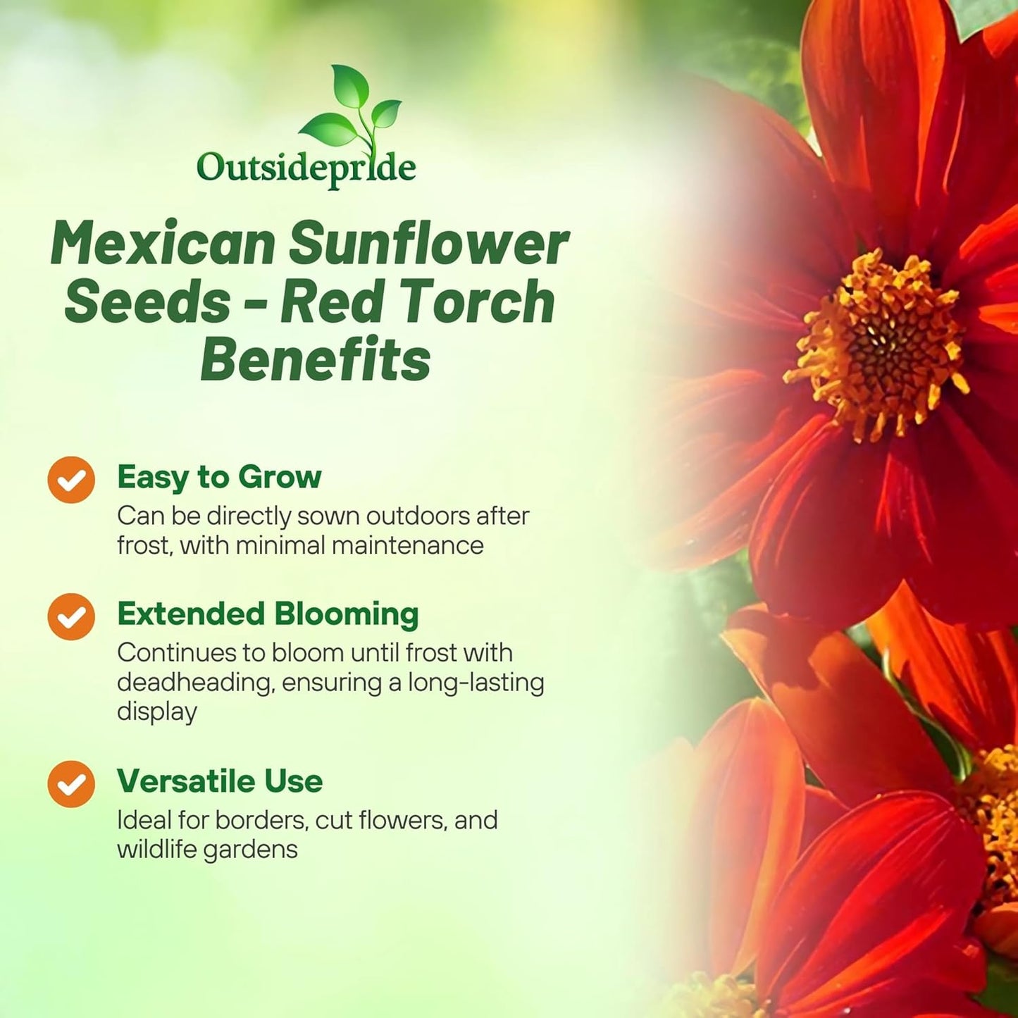 Outsidepride Red Torch Mexican Sunflower Seeds - 2000 Seeds Annual Tithonia, Fast-Growing, Heat & Drought-Tolerant Flower Seeds for Pollinator Gardens, Landscapes, & Flower Arrangements (AAS Winner)
