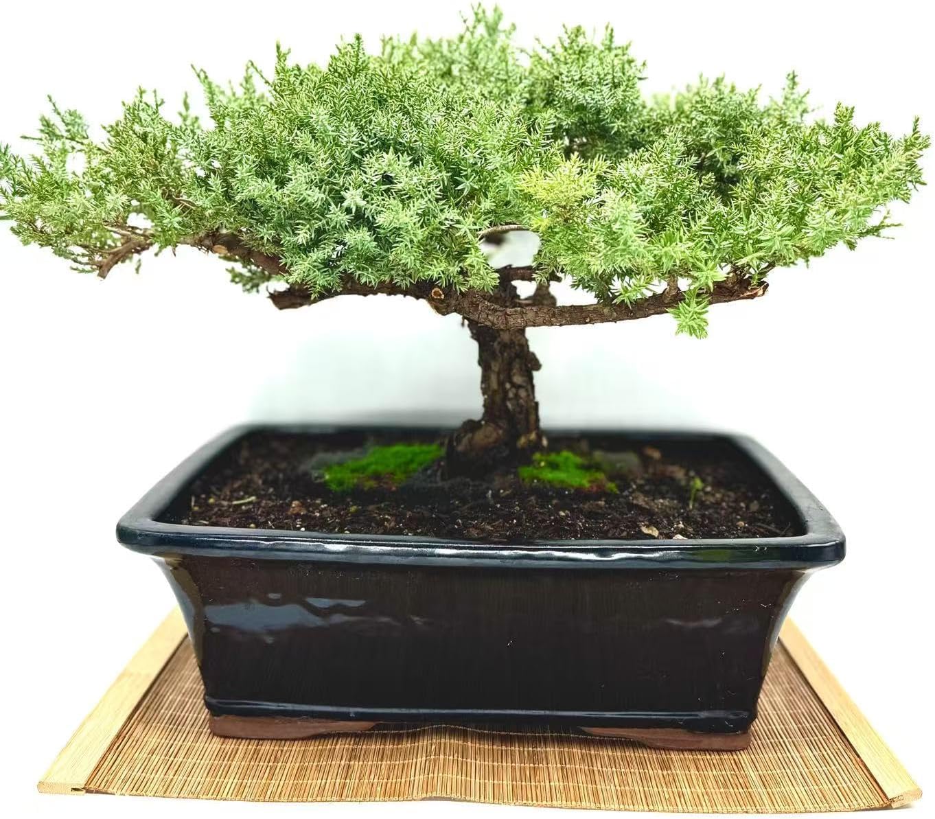 Live Dwarf Juniper Bonsai Tree 15+Years Old | Juniper or Jade Bonsai Tree | Indoor/Outdoor | 100% Handcrafted| Home and Office Décor | Best Gift for Holiday (style4)