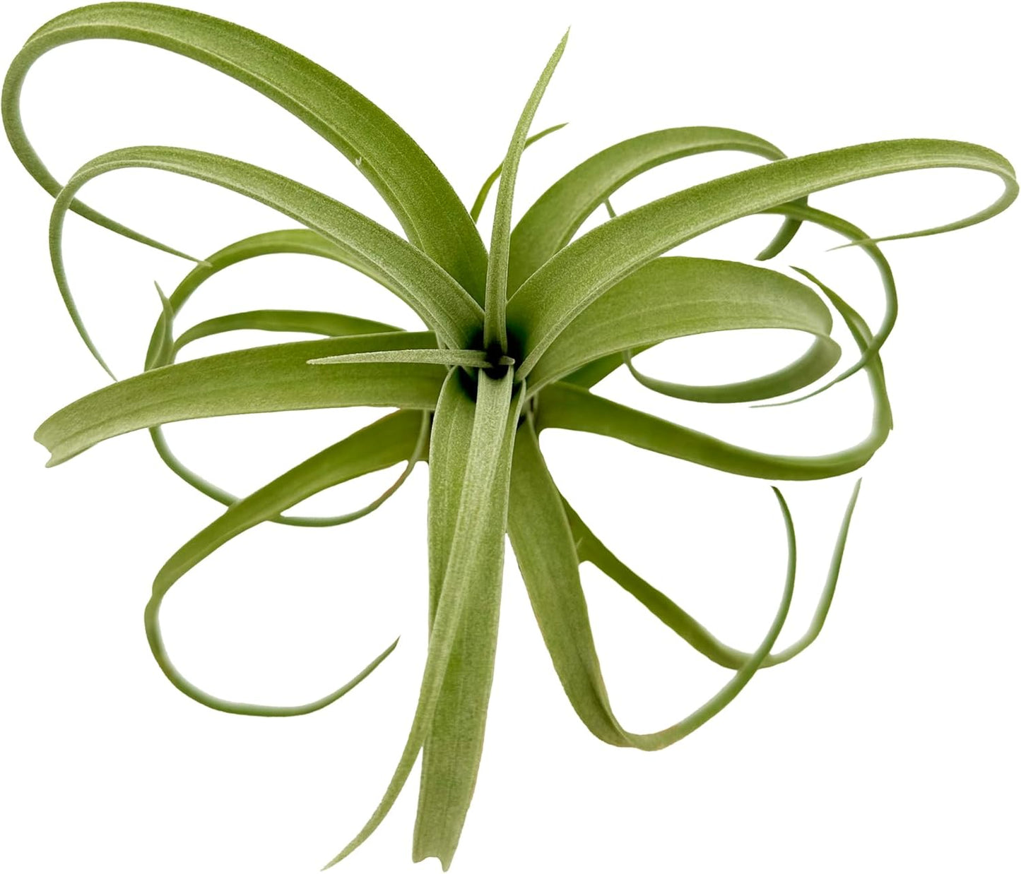 Live Air Plants - Tillandsia Curly Slim Jumbo – 1 Count 5-9 inches – Ideal for Gifts & Presents, Live Indoor Plants & Live House-Plants – Live Plants for Home décor, 30 Day Guarantee