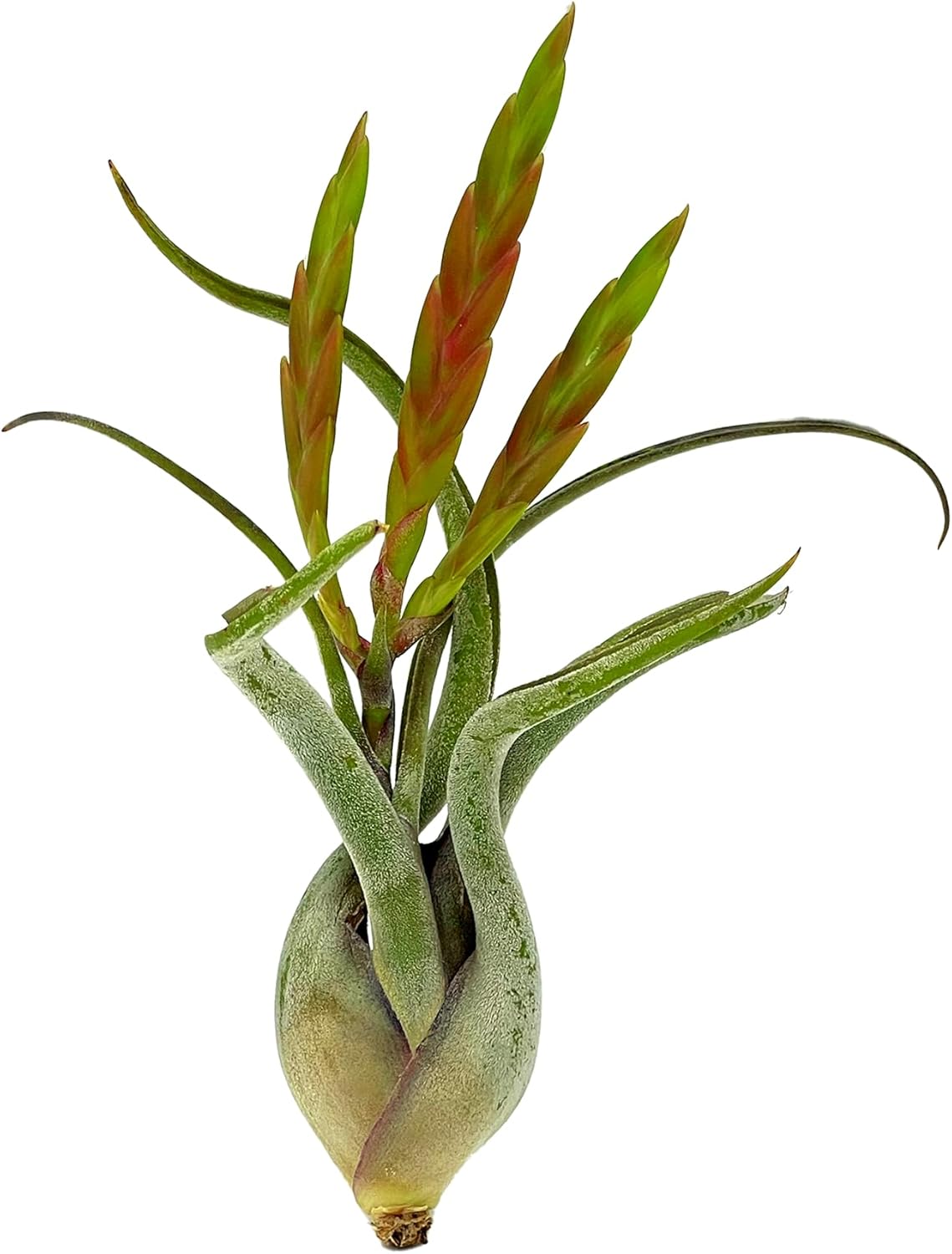 Air Plants - Flowering Tillandsia Caput Medusae, Large 5-7" - 2ct - Live Arrival Guaranteed - House Plants for Home Decor & Gift