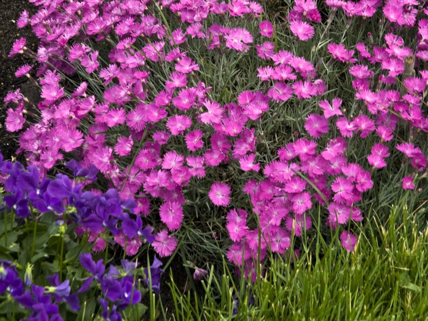 Greenwood Nursery: Live Perennial Plants - Firewitch + Dianthus Gratianopolitanus - [Qty: 10x 3.5 Pots] - (Click for Other Available Plants/Quantities)