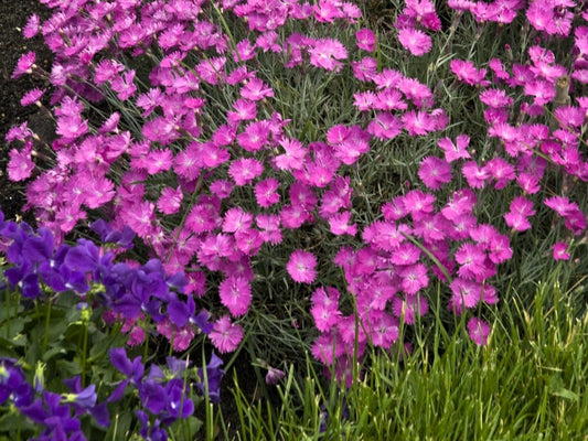 Greenwood Nursery: Live Perennial Plants - Firewitch + Dianthus Gratianopolitanus - [Qty: 1x 3.5 Pot] - (Click for Other Available Plants/Quantities)