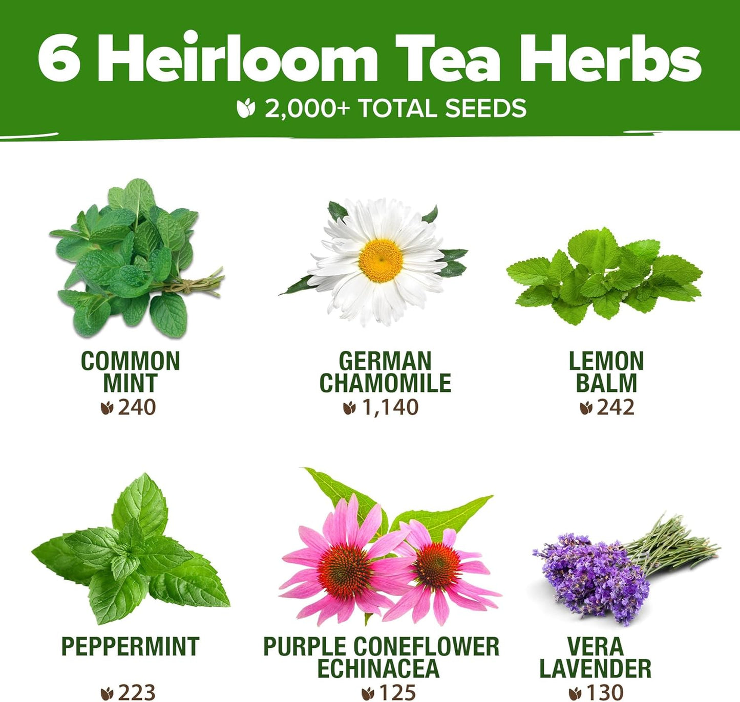 HOME GROWN Medicinal Herb Seeds Vault – 2,000+ Seeds, 6 𝗡𝗢𝗡-𝗚𝗠𝗢 𝗨𝗦𝗔 Heirloom Varieties for Indoor & Outdoor Garden – Lavender, Chamomile,Mint,Lemon Balm,Peppermint,Echinacea +Garden Markers