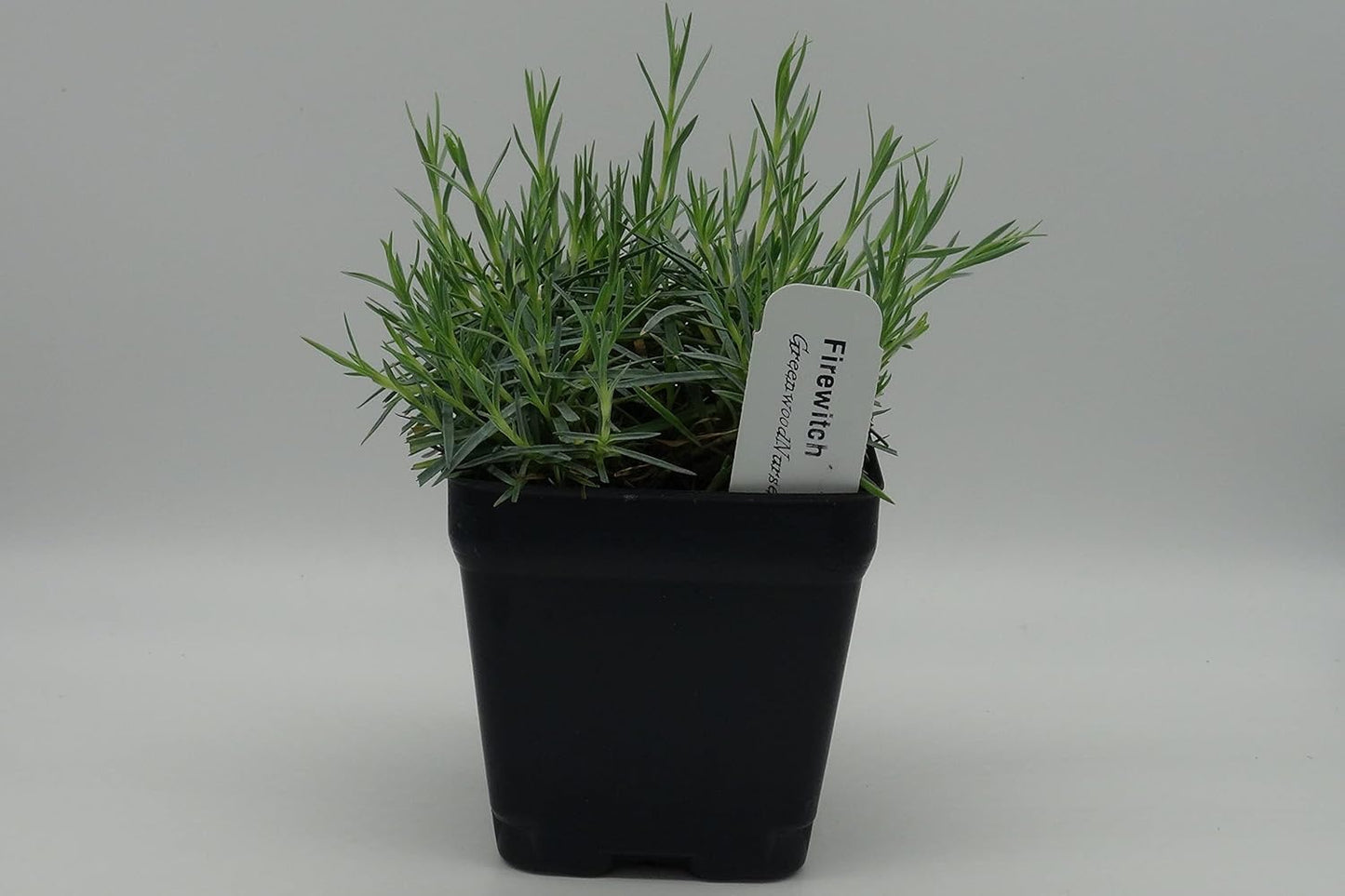 Greenwood Nursery: Live Perennial Plants - Firewitch + Dianthus Gratianopolitanus - [Qty: 2X 3.5 Pots] - (Click for Other Available Plants/Quantities)