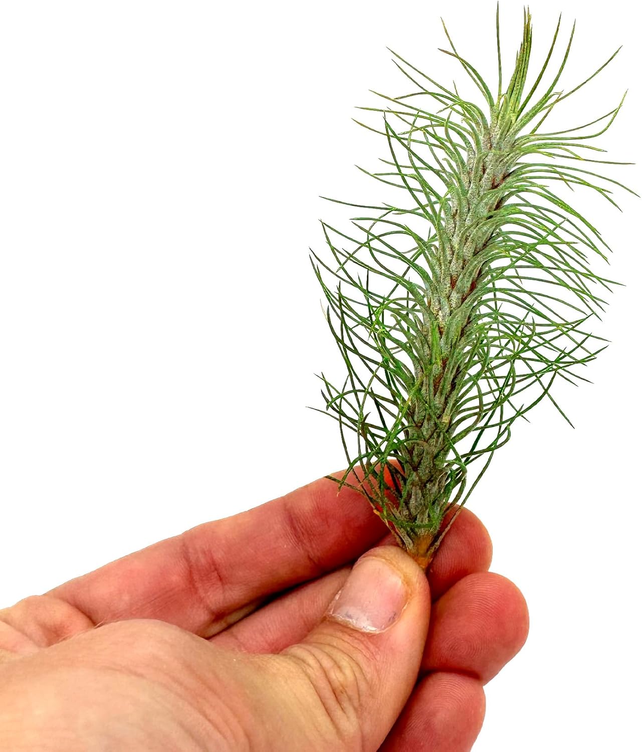 Air Plants - Colombian Tillandsia Funckiana, Large 5" - 2ct - Live Arrival Guaranteed - House Plants for Home Decor & Gift