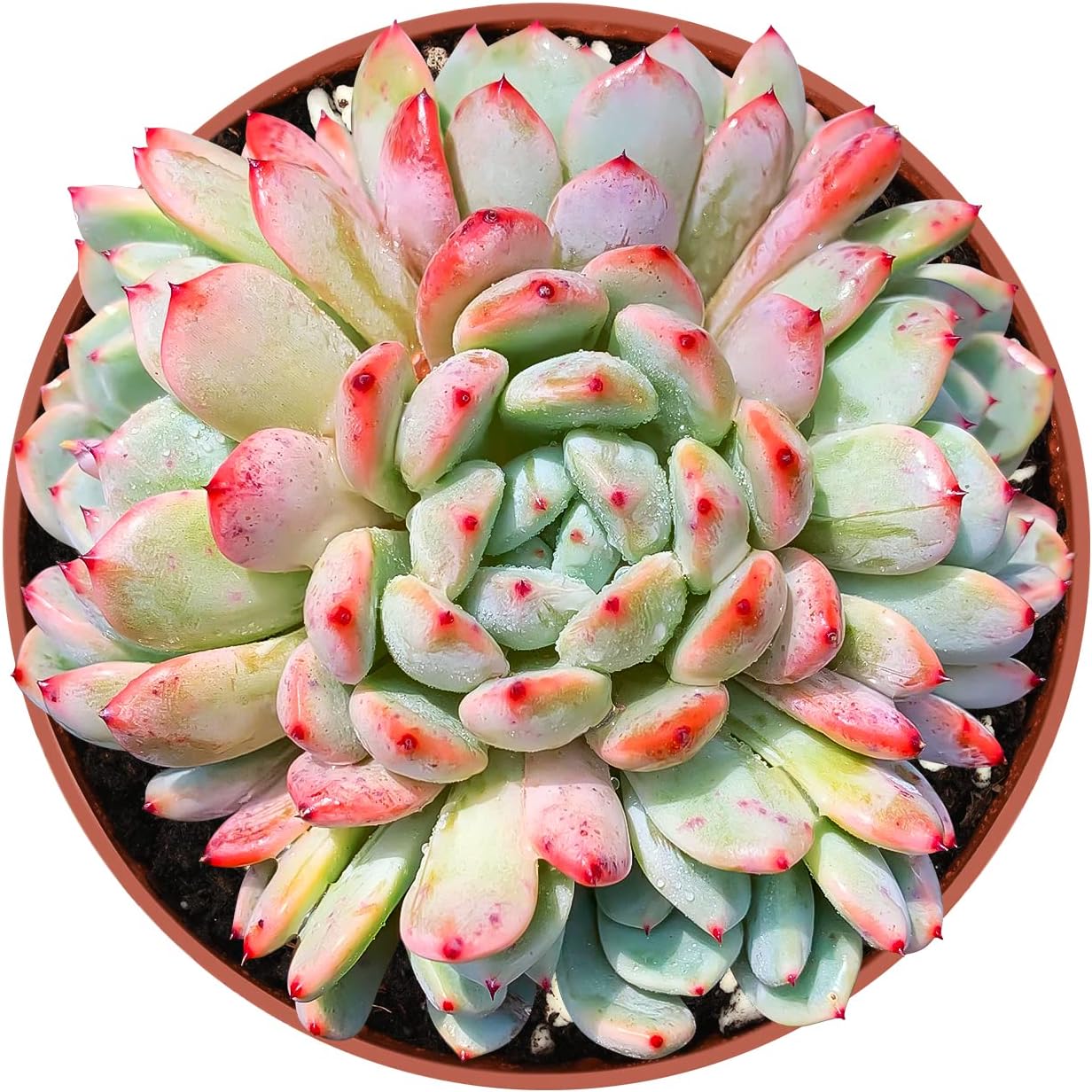 4-inch Succulent Echeveria 'Biante', Live Succulents Plants Fully Rooted in Pots with Soil, Easy-Care House Plants for DIY, Home Office Decoration
