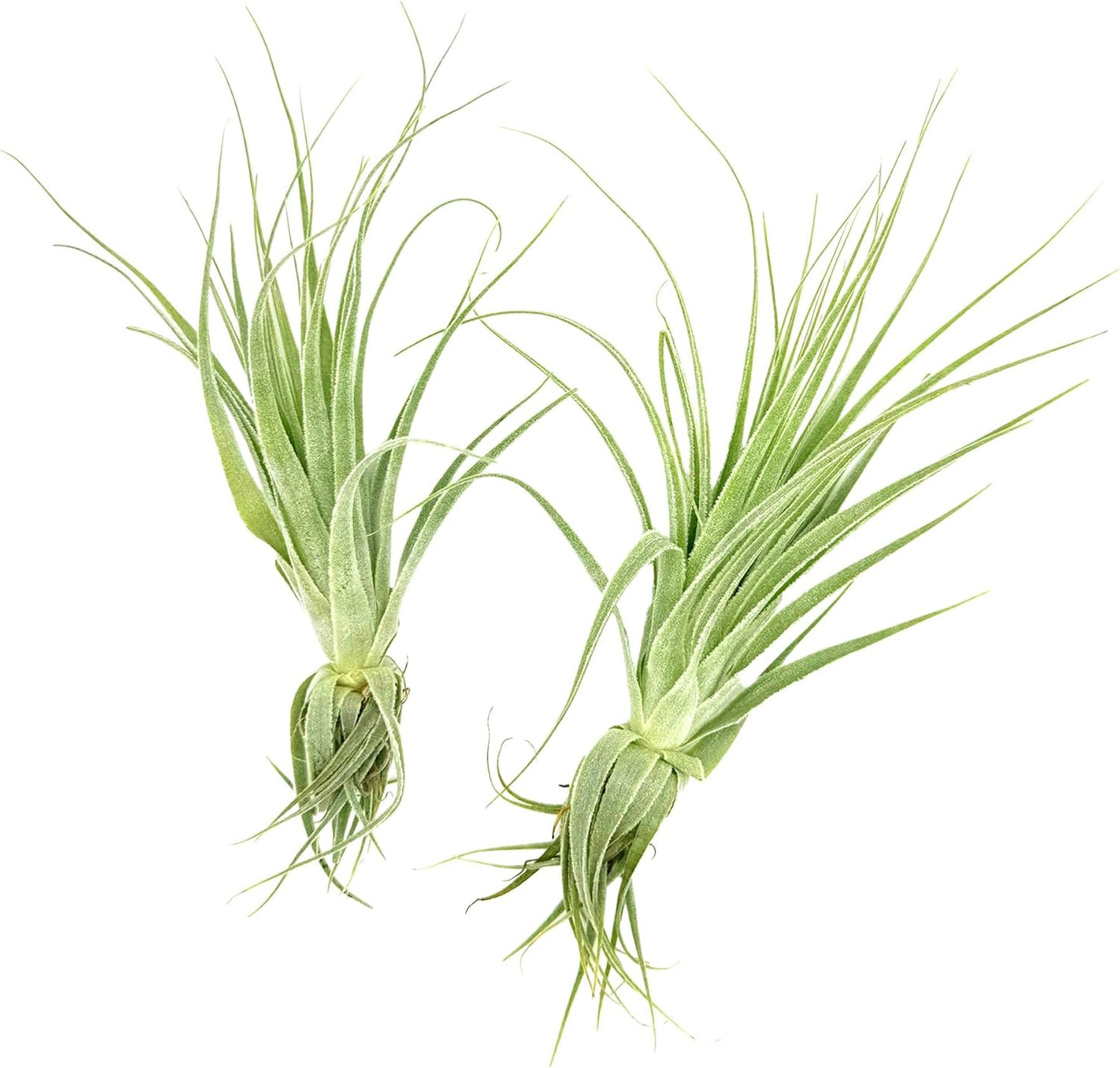 Live Air Plant - Tillandsia Gardneri 5-7” - 2ct - ragnaroc Rare Collectors Indoor Tropical Plant - Live Arrival Guaranteed - House Plants for Home Decor & Gift