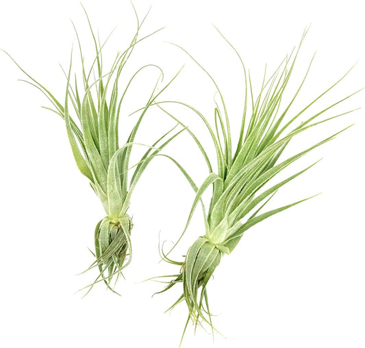 Live Air Plant - Tillandsia Gardneri 5-7” - 2ct - ragnaroc Rare Collectors Indoor Tropical Plant - Live Arrival Guaranteed - House Plants for Home Decor & Gift