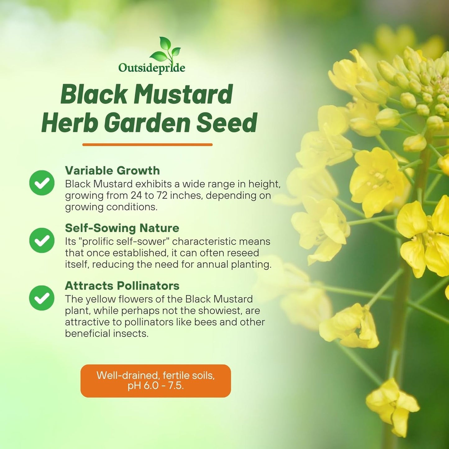 Outsidepride Black Mustard Seeds - 10000 Pcs Nutrient-Rich, Flavorful Annual Microgreen Seeds for Planting, Easy-to-Grow, Ideal for Indoor & Outdoor Cultivation, Soil & Hydroponic Systems