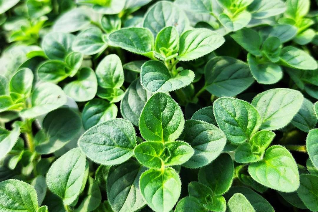 Greenwood Nursery: Live Perennial Plants - Oregano Hot and Spicy + Organum Vulgare - [Qty: 2X Pint Pots] - (Click for Other Available Plants/Quantities)