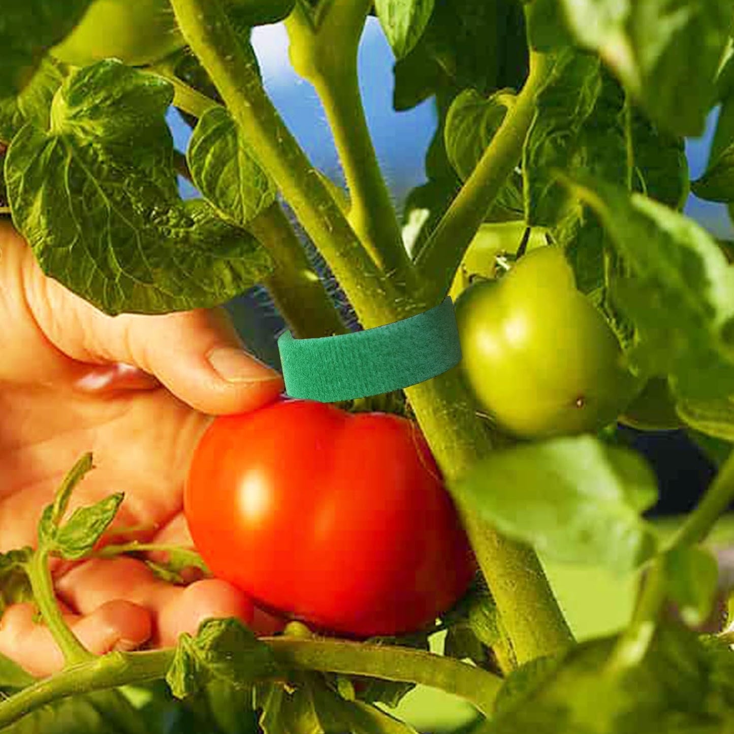 12 Rolls Plant Tape, Twist Ties for Plants 1/2" 394ft Garden Plant Ties, Green Tape, Soft and Tomato Plant Ties, Plant Twist Tie for Plant Gardening, Home, Office